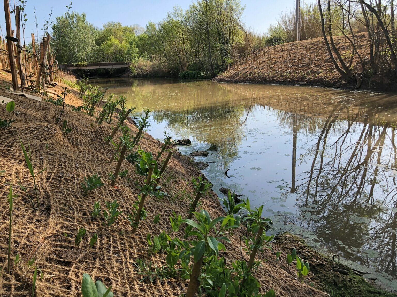 Consolidation et renaturation des berges du ruisseau des Courredous à Agde cahm