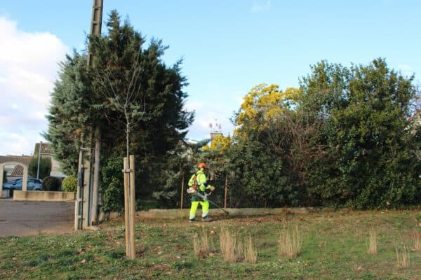 agglo Hérault méditerranée terrain espaces verts adissan taille haies stade cyprès arbres