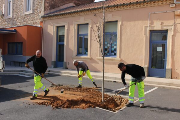 agglo hérault méditerranée plantation arbres pinet école groupe scolaire paillage espaces verts