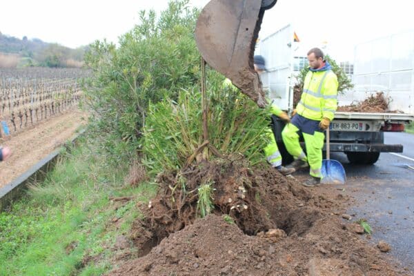 Agglo Hérault Méditerranée entretien taille lauriers roses caux espaces verts propreté voirie