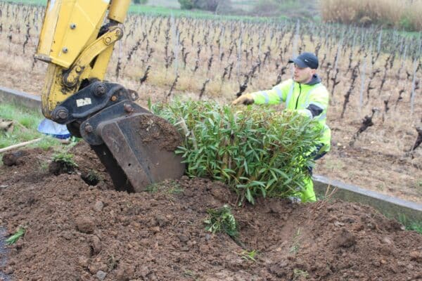 Agglo Hérault Méditerranée entretien taille lauriers roses caux espaces verts propreté voirie