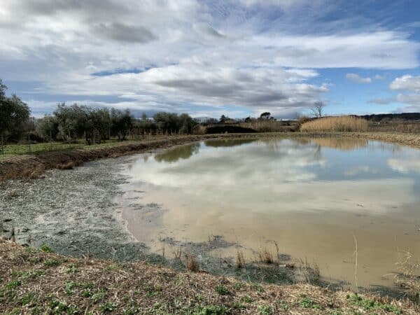 agglo hérault méditerranée bassin lagunage patrimoine arboré entretien arbres nettoyage