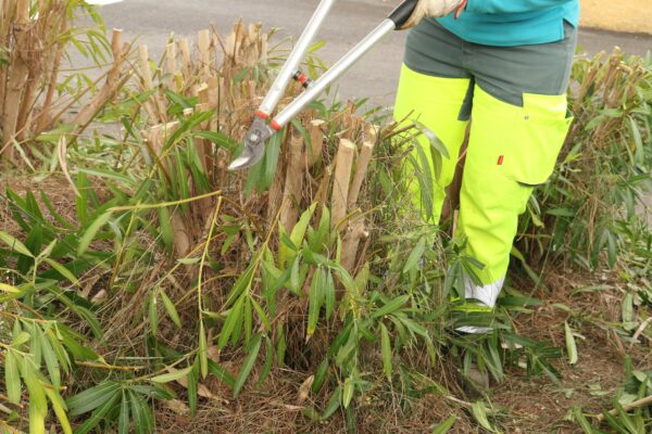 Agglo Hérault Méditerranée espaces verts taille entretien pézenas lauriers roses bruleur gaz herbe