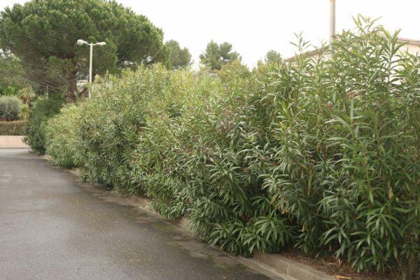 Agglo Hérault Méditerranée espaces verts taille entretien pézenas lauriers roses bruleur gaz herbe