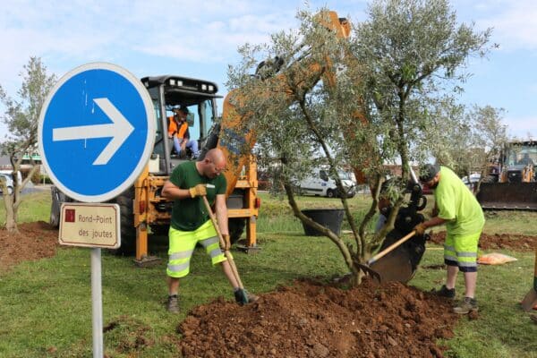 Agglo Hérault Méditerranée espaces verts taille entretien plantations oliviers zero pesticide agde rond point des joutes cap d'agde