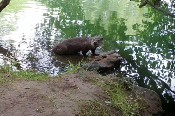 Agglo Hérault Méditerranée animation loutre fleuve hérault environnement biodiversité nature médiathèque saint thibery