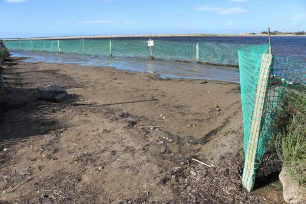 agglo hérault méditerranée environnement biodiversité nature grande maire portiragnes on marche sur des oeufs gravelot sternes