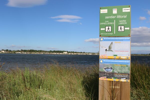 agglo hérault méditerranée environnement biodiversité nature grande maire portiragnes on marche sur des oeufs gravelot sternes