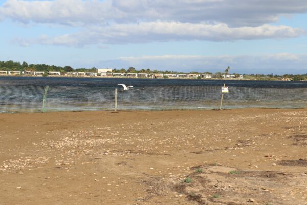 agglo hérault méditerranée environnement biodiversité nature grande maire portiragnes on marche sur des oeufs gravelot sternes