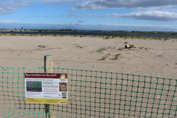 agglo hérault méditerranée environnement biodiversité nature grande maire portiragnes on marche sur des oeufs gravelot sternes