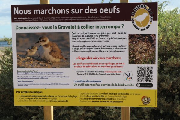 agglo hérault méditerranée environnement biodiversité nature grande maire portiragnes on marche sur des oeufs gravelot sternes