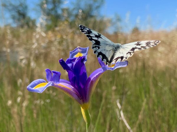 agglo hérault méditerranée Iris d'Espagne protection faune flore environnement biodiversité portiragnes grande maïre nature 2000
