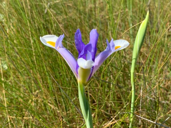 agglo hérault méditerranée Iris d'Espagne protection faune flore environnement biodiversité portiragnes grande maïre nature 2000