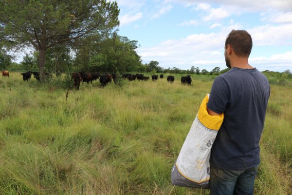 Agglo Hérault Méditerranée agriculture julien noury vaches angus verdisses écopâturage agde vias