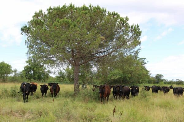 Agglo Hérault Méditerranée agriculture julien noury vaches angus verdisses écopâturage agde vias