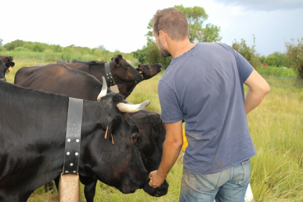 Agglo Hérault Méditerranée agriculture julien noury vaches angus verdisses écopâturage agde vias