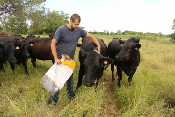 Agglo Hérault Méditerranée agriculture julien noury vaches angus verdisses écopâturage agde vias