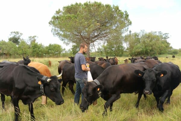 Agglo Hérault Méditerranée agriculture julien noury vaches angus verdisses écopâturage agde vias