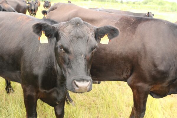 Agglo Hérault Méditerranée agriculture julien noury vaches angus verdisses écopâturage agde vias