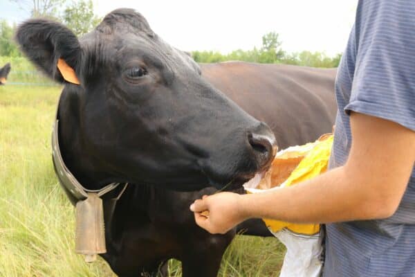 Agglo Hérault Méditerranée agriculture julien noury vaches angus verdisses écopâturage agde vias