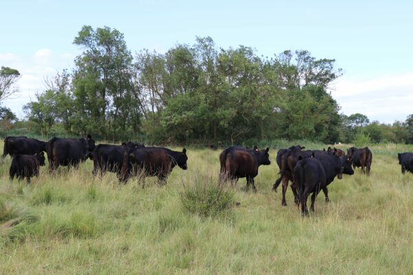 Agglo Hérault Méditerranée agriculture julien noury vaches angus verdisses écopâturage agde vias