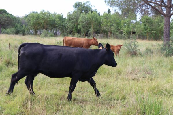 Agglo Hérault Méditerranée agriculture julien noury vaches angus verdisses écopâturage agde vias