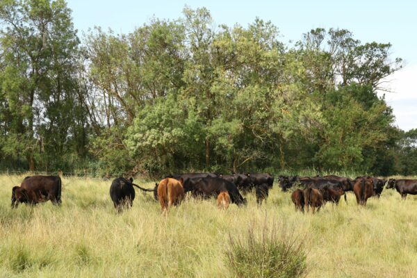 Agglo Hérault Méditerranée agriculture julien noury vaches angus verdisses écopâturage agde vias