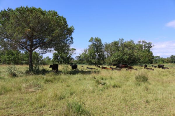 Agglo Hérault Méditerranée agriculture julien noury vaches angus verdisses écopâturage agde vias