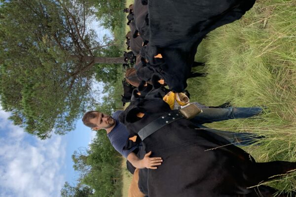 Agglo Hérault Méditerranée agriculture julien noury vaches angus verdisses écopâturage agde vias