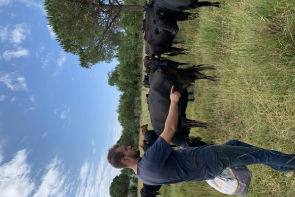 Agglo Hérault Méditerranée agriculture julien noury vaches angus verdisses écopâturage agde vias