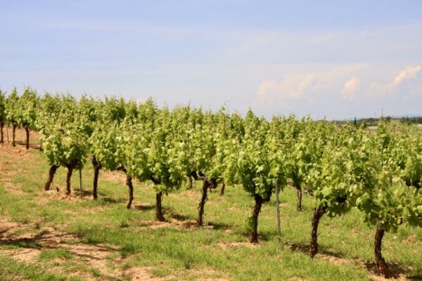 agglo hérault méditerranée Pinet Visite guidée village tourisme 2022