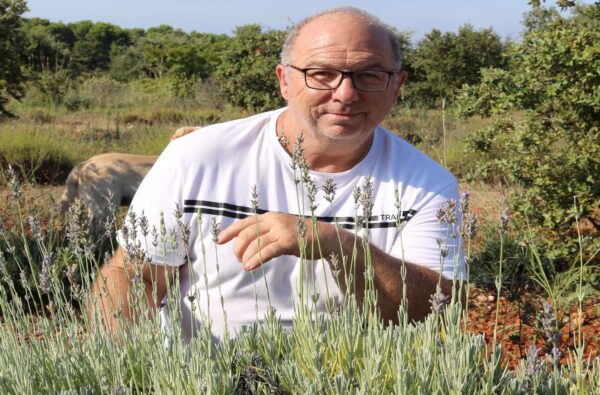 agglo hérault méditerranée aumes la cigalière lavandin truffe circuit court