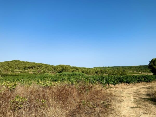 agglo hérault méditerranée piste vtt balade