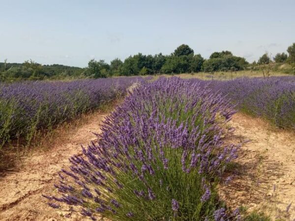 agglo hérault méditerranée aumes la cigalière lavandin truffe circuit court