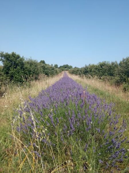 agglo hérault méditerranée aumes la cigalière lavandin truffe circuit court