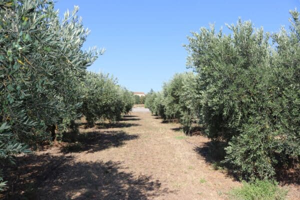 agglo hérault méditerranée circuit court moulin du mont ramus Bessan huile olives