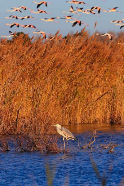 agglo hérault méditerranée animations reserve naturelle du bagnas adena environnement nature