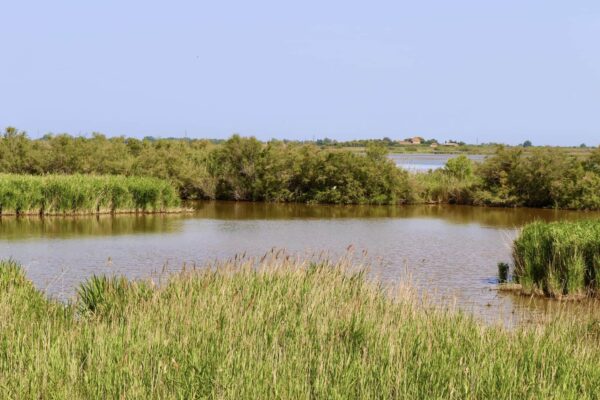 agglo hérault méditerranée animations reserve naturelle du bagnas adena environnement nature