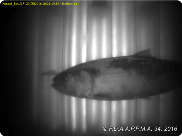 Biodiversité : un dispositif de vidéo-comptage de poissons à Bessan