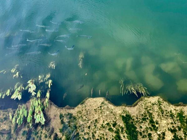 Biodiversité : un dispositif de vidéo-comptage de poissons à Bessan