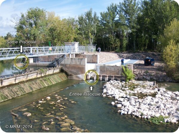 Biodiversité : un dispositif de vidéo-comptage de poissons à Bessan