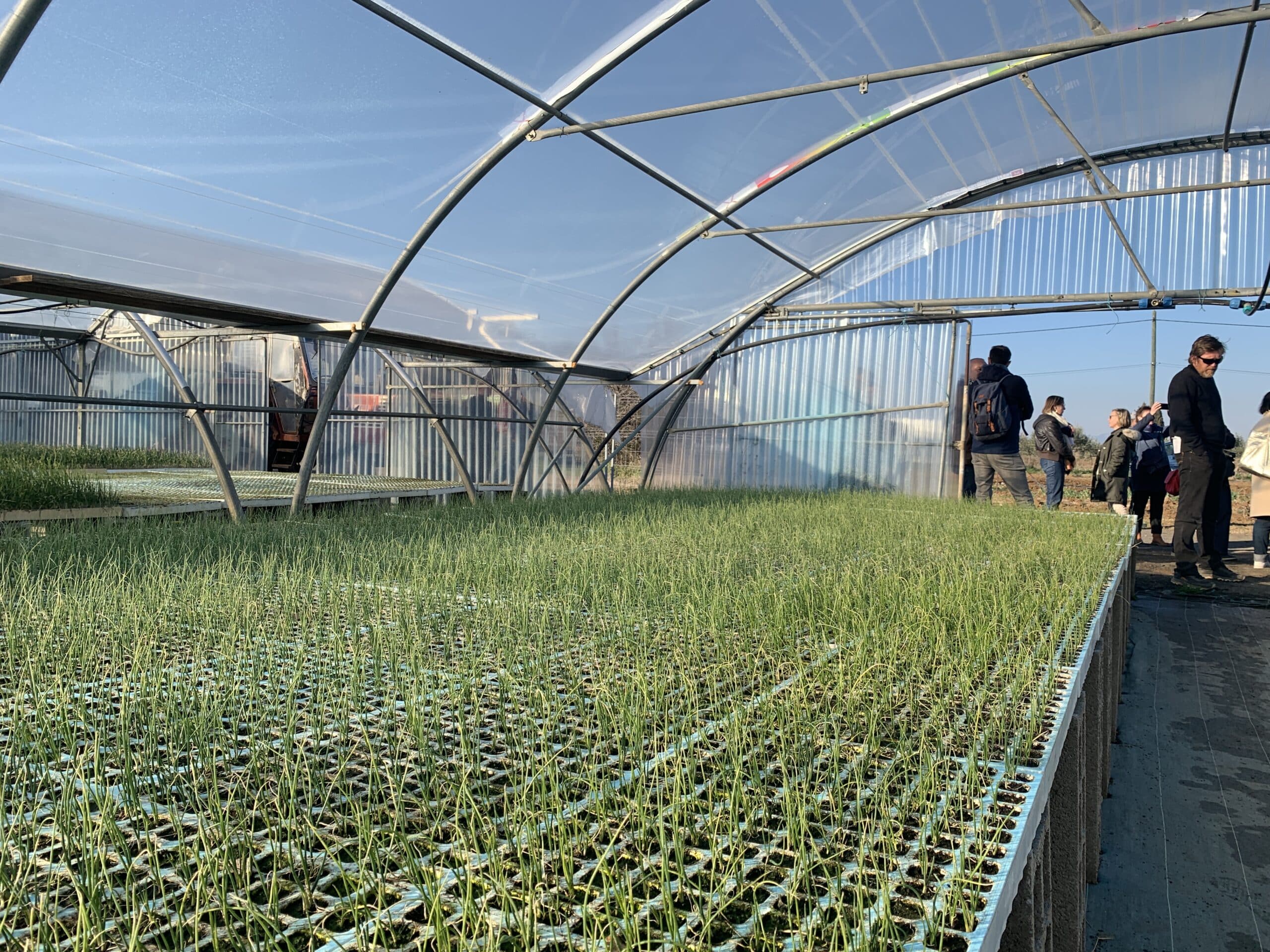 agglomération Hérault Méditerranée agriculture lézignan la cèbe marque oignon