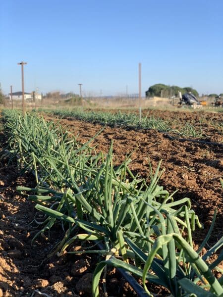agglomération Hérault Méditerranée agriculture lézignan la cèbe marque oignon