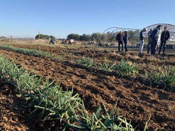 agglomération Hérault Méditerranée agriculture lézignan la cèbe marque oignon