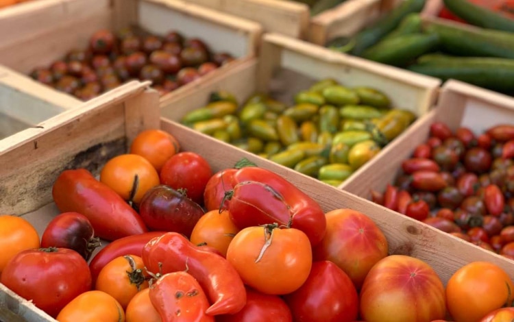 agglo hérault méditerranée marché cap sur mon panier fruits légumes circuit court