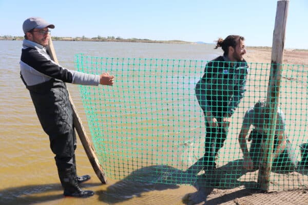 agglo hérault méditerranée pose de filet protection oiseaux marins littoral plage maïre sérignan portiragnes